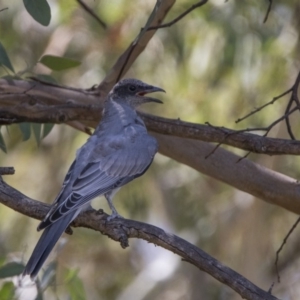 Coracina novaehollandiae at Bonython, ACT - 10 Feb 2018 12:53 PM