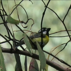 Falcunculus frontatus (Eastern Shrike-tit) at Cotter River, ACT - 31 Dec 2018 by KumikoCallaway