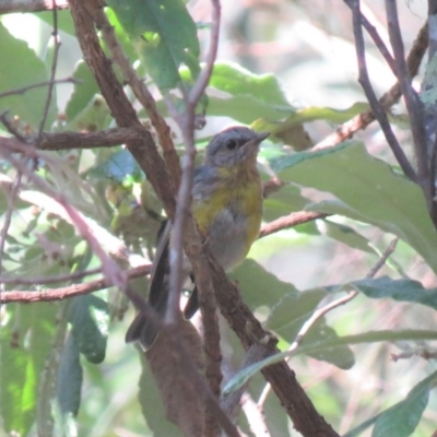 Eopsaltria australis (Eastern Yellow Robin) at Cotter River, ACT - 31 Dec 2018 by KumikoCallaway