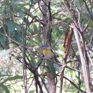 Eopsaltria australis at Cotter River, ACT - 1 Jan 2019 08:11 AM