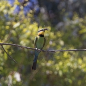 Merops ornatus at Greenway, ACT - 4 Jan 2018 03:18 PM