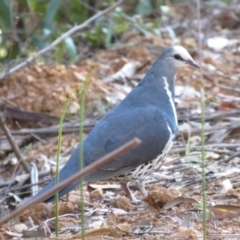 Leucosarcia melanoleuca (Wonga Pigeon) at Lower Cotter Catchment - 31 Dec 2018 by KumikoCallaway