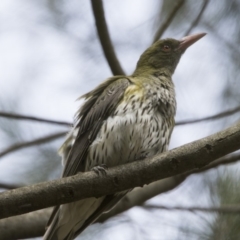 Oriolus sagittatus (Olive-backed Oriole) at Bonython, ACT - 2 Jan 2018 by WarrenRowland