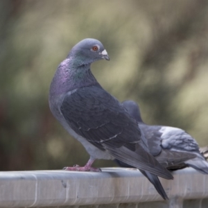 Columba livia at Bonython, ACT - 2 Jan 2018