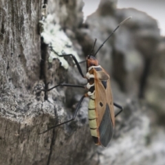 Dysdercus sidae (Pale Cotton Stainer) at Michelago, NSW - 20 Dec 2018 by Illilanga