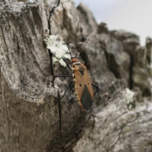 Dysdercus sidae at Michelago, NSW - 20 Dec 2018