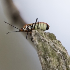 Dysdercus sidae at Michelago, NSW - 20 Dec 2018 04:12 PM