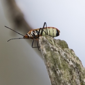 Dysdercus sidae at Michelago, NSW - 20 Dec 2018