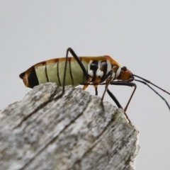 Dysdercus sidae at Michelago, NSW - 20 Dec 2018 04:12 PM