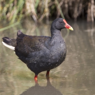 Gallinula tenebrosa (Dusky Moorhen) at Bonython, ACT - 2 Jan 2018 by WarrenRowland