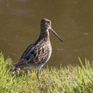 Gallinago hardwickii at Fyshwick, ACT - 5 Jan 2018 05:08 PM