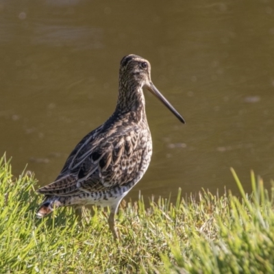 Gallinago hardwickii (Latham's Snipe) at Jerrabomberra Wetlands - 5 Jan 2018 by WarrenRowland