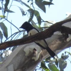 Myiagra cyanoleuca (Satin Flycatcher) at Cotter River, ACT - 31 Dec 2018 by KumikoCallaway