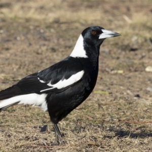 Gymnorhina tibicen at Bonython, ACT - 29 Aug 2017