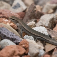 Lampropholis delicata (Delicate Skink) at Michelago, NSW - 30 Dec 2018 by Illilanga