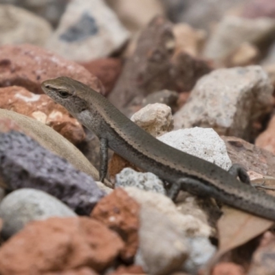 Lampropholis delicata (Delicate Skink) at Michelago, NSW - 30 Dec 2018 by Illilanga