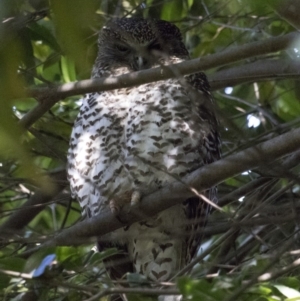 Ninox strenua at Acton, ACT - 19 Aug 2017