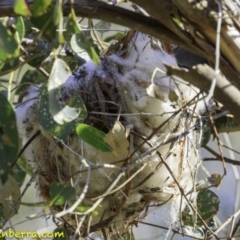 Philemon corniculatus at Deakin, ACT - 27 Dec 2018