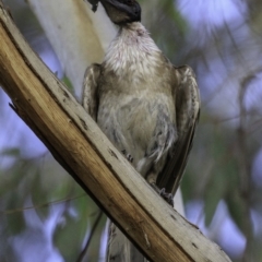 Philemon corniculatus at Deakin, ACT - 27 Dec 2018