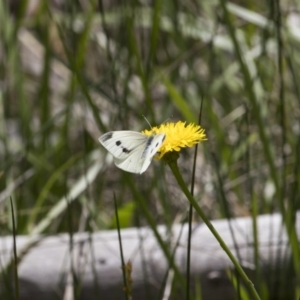 Pieris rapae at Greenway, ACT - 5 Nov 2017