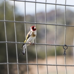 Carduelis carduelis (European Goldfinch) at Greenway, ACT - 5 Nov 2017 by WarrenRowland