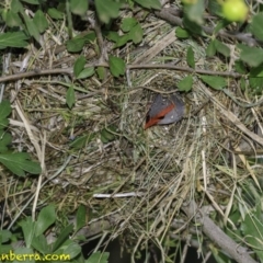 Neochmia temporalis (Red-browed Finch) at Deakin, ACT - 27 Dec 2018 by JonSteinbeck