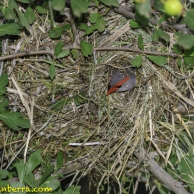 Neochmia temporalis (Red-browed Finch) at Deakin, ACT - 27 Dec 2018 by JonSteinbeck