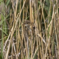 Acrocephalus australis (Australian Reed-Warbler) at Greenway, ACT - 5 Nov 2017 by WarrenRowland