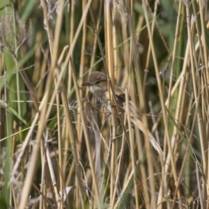 Acrocephalus australis at Greenway, ACT - 5 Nov 2017