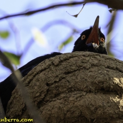Corcorax melanorhamphos (White-winged Chough) at Deakin, ACT - 27 Dec 2018 by JonSteinbeck