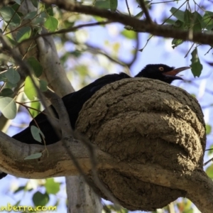 Corcorax melanorhamphos at Deakin, ACT - 27 Dec 2018