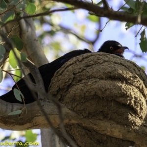 Corcorax melanorhamphos at Deakin, ACT - 27 Dec 2018