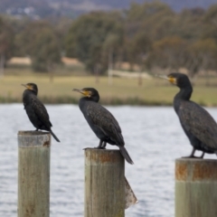 Phalacrocorax carbo (Great Cormorant) at Greenway, ACT - 5 Nov 2017 by WarrenRowland