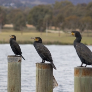 Phalacrocorax carbo at Greenway, ACT - 5 Nov 2017 02:04 PM