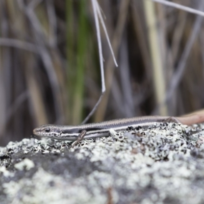 Morethia boulengeri (Boulenger's Skink) at Michelago, NSW - 30 Dec 2018 by Illilanga