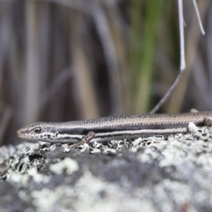 Morethia boulengeri at Michelago, NSW - 30 Dec 2018 03:08 PM