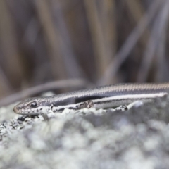 Morethia boulengeri at Michelago, NSW - 30 Dec 2018 03:08 PM