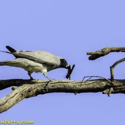 Coracina novaehollandiae (Black-faced Cuckooshrike) at Deakin, ACT - 27 Dec 2018 by BIrdsinCanberra