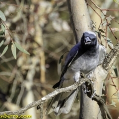 Coracina novaehollandiae at Deakin, ACT - 27 Dec 2018 06:05 PM