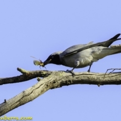 Coracina novaehollandiae at Deakin, ACT - 27 Dec 2018