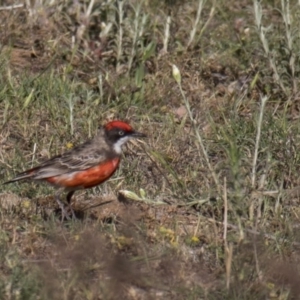 Epthianura tricolor at Majura, ACT - 20 Nov 2017 04:17 PM