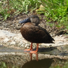 Spatula rhynchotis (Australasian Shoveler) at Fyshwick, ACT - 30 Dec 2018 by MatthewFrawley