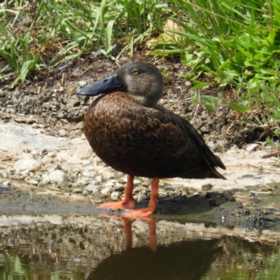 Spatula rhynchotis (Australasian Shoveler) at Fyshwick, ACT - 31 Dec 2018 by MatthewFrawley