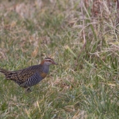 Gallirallus philippensis (Buff-banded Rail) at Watson, ACT - 5 Aug 2017 by WarrenRowland