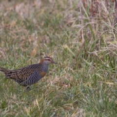 Gallirallus philippensis (Buff-banded Rail) at Watson, ACT - 4 Aug 2017 by WarrenRowland