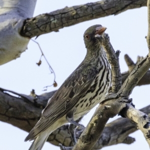 Oriolus sagittatus at Deakin, ACT - 27 Dec 2018