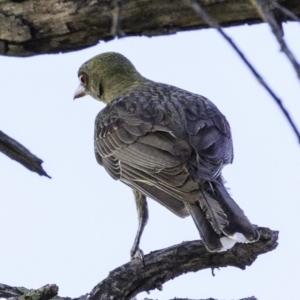 Oriolus sagittatus at Deakin, ACT - 27 Dec 2018