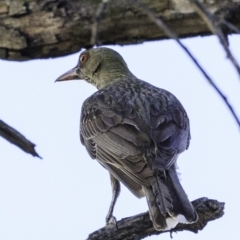 Oriolus sagittatus at Deakin, ACT - 27 Dec 2018