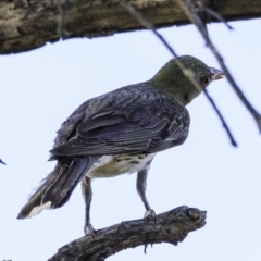 Oriolus sagittatus at Deakin, ACT - 27 Dec 2018