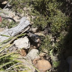 Pseudechis porphyriacus at Illilanga & Baroona - 19 Nov 2018